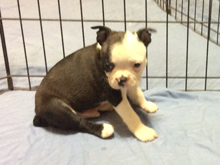 Boston Terrier Puppy for sale in GAINESBORO, TN, USA