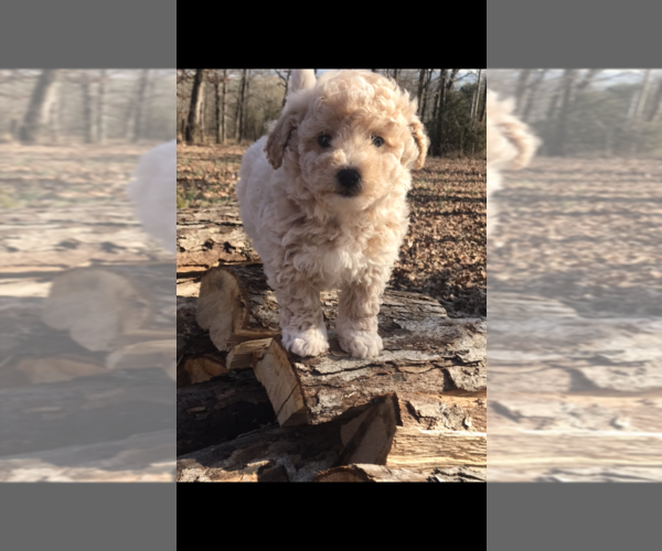 Medium Photo #1 Poochon Puppy For Sale in PRINCETON, KY, USA