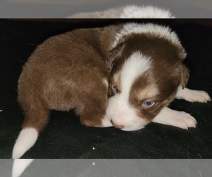 Border Collie Puppy for sale in ELBERTON, GA, USA