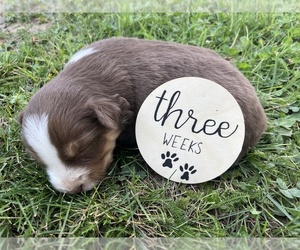 Australian Shepherd Puppy for sale in SPRINGDALE, WA, USA