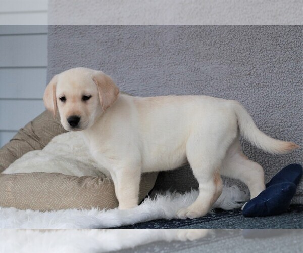 Medium Photo #8 Labrador Retriever Puppy For Sale in SYRACUSE, IN, USA