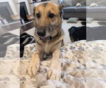 Small #2 German Shepherd Dog Mix
