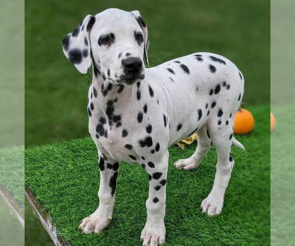 Medium Photo #3 Dalmatian Puppy For Sale in ARTHUR, IL, USA