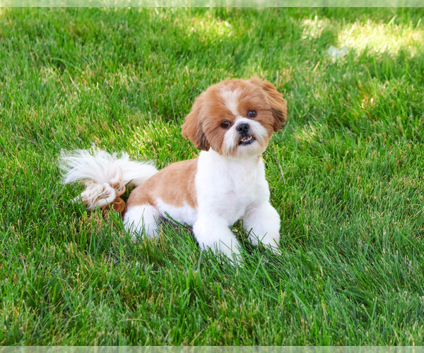 Medium Photo #1 Shih Tzu Puppy For Sale in SYRACUSE, IN, USA