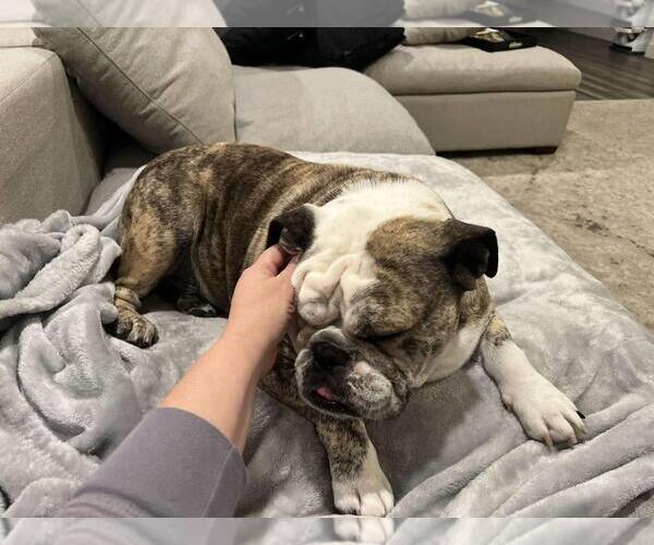 Medium Photo #2 Bulldog-Unknown Mix Puppy For Sale in Incline Village, NV, USA