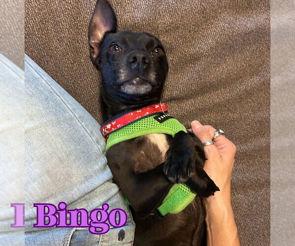 Medium Photo #4 Chiweenie Puppy For Sale in San Antonio, TX, USA