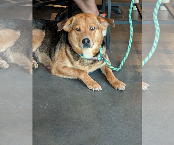 Medium Photo #2 Mountain Cur-Siberian Husky Mix Puppy For Sale in Holly Springs, NC, USA