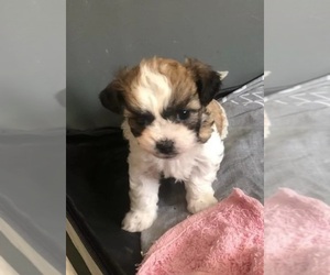 Mal-Shi Puppy for sale in ROCKVILLE, MD, USA