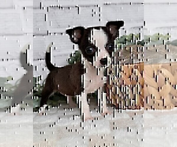 Medium Photo #18 Chihuahua Puppy For Sale in NAPLES, FL, USA