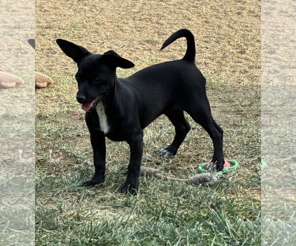 Medium Photo #4 Chihuahua Puppy For Sale in Hesperia, CA, USA