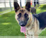 Small German Shepherd Dog