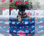 Small #1 Chihuahua Mix