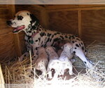 Small Photo #1 Dalmatian Puppy For Sale in MYRTLE BEACH, SC, USA