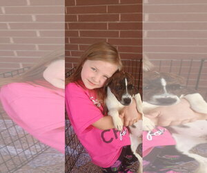 Mutt Dogs for adoption in The Woodlands, TX, USA