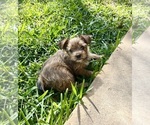 Puppy Puppy 2 Yorkshire Terrier