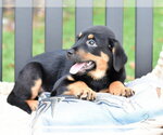 Small #2 Labrador Retriever Mix