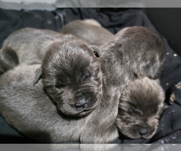 Medium Photo #1 Cane Corso Puppy For Sale in FORT WAYNE, IN, USA