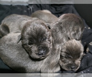 Medium Cane Corso