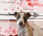 Small Photo #6 Mutt Puppy For Sale in Wakefield, RI, USA