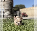 Small #7 French Bulldog
