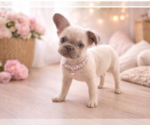 Puppy Cinderella French Bulldog