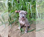 Puppy Puppy 3 Birdie American Pit Bull Terrier
