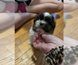 Shih Tzu Puppy for sale in WARSAW, VA, USA