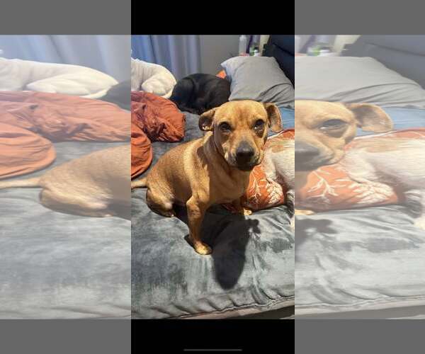 Medium Photo #1 Rat Terrier-Unknown Mix Puppy For Sale in Jackson Township, NJ, USA