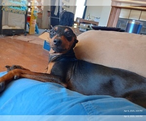 Mother of the Miniature Pinscher puppies born on 03/10/2025