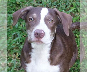 Mutt Dogs for adoption in Canton, CT, USA