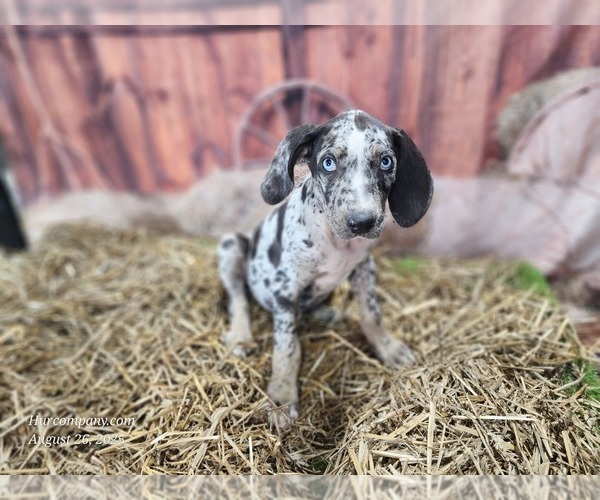 Medium Photo #13 Catahoula Leopard Dog Puppy For Sale in CUMBY, TX, USA
