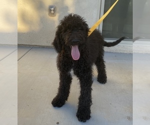 Golden Mountain Doodle Puppy for sale in MENIFEE, CA, USA