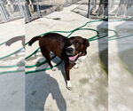 Small #2 German Pinscher Mix