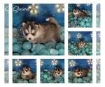 Small Photo #6 Pomsky Puppy For Sale in NILES, OH, USA