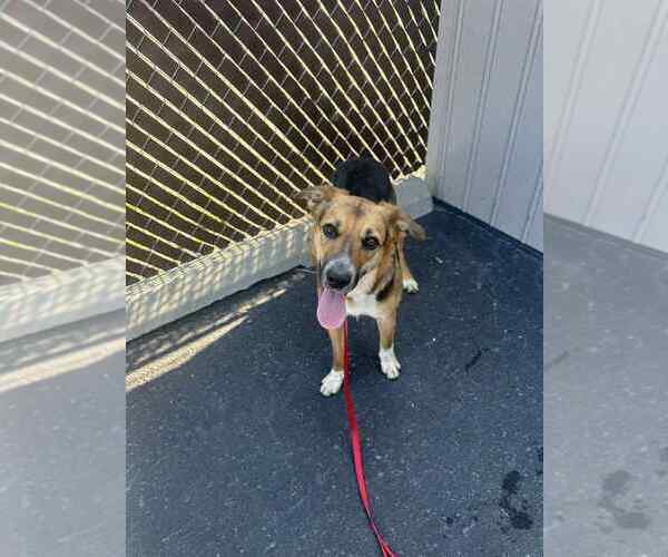 Medium Photo #3 Mutt Puppy For Sale in Calgary, Alberta, Canada