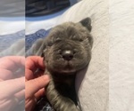 Puppy Puppy 3 Neapolitan Mastiff
