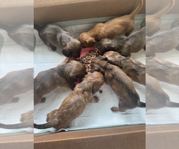 Medium Photo #1 Dachshund Puppy For Sale in MORRISVILLE, NC, USA