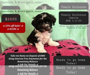 Havanese-Zuchon Mix Puppy for sale in TUCSON, AZ, USA