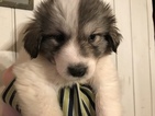 Small Photo #1 Great Pyrenees Puppy For Sale in WINGINA, VA, USA