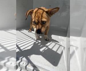Chiweenie Dogs for adoption in Houston, TX, USA