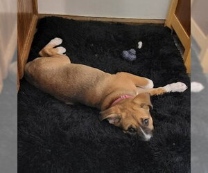 Diamond - Female German Shepherd Dog-Unknown Mix Dog for Adoption - Photo #4