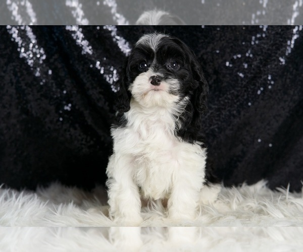 Medium Photo #80 Cavapoo Puppy For Sale in WARSAW, IN, USA