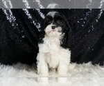 Small Photo #80 Cavapoo Puppy For Sale in WARSAW, IN, USA