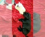 Small Photo #3 Labrador Retriever Puppy For Sale in WOODLAND, WA, USA