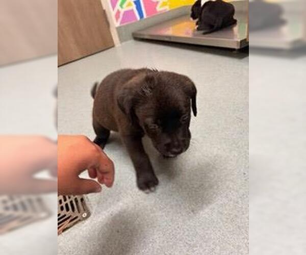 Medium Photo #1 Labrador Retriever-Unknown Mix Puppy For Sale in Baytown, TX, USA