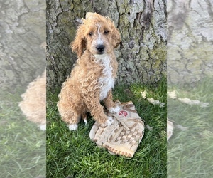 Goldendoodle (Miniature) Puppy for sale in MIDDLEBURY, IN, USA
