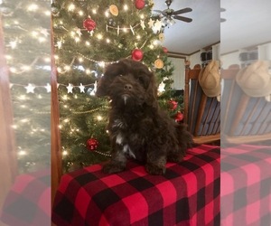 Cock-A-Poo-English Cocker Spaniel Mix Puppy for sale in SALEM, MO, USA