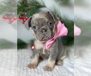 French Bulldog Puppy for sale in SACRAMENTO, CA, USA