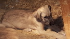 Puppy 3 Irish Wolfhound