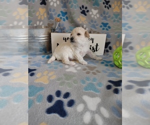 Poodle (Toy) Puppy for sale in WORCESTER, MA, USA